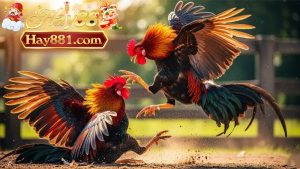 Hay88 đá gà cựa dao