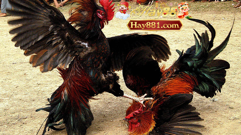 Hay88 đá gà cựa dao