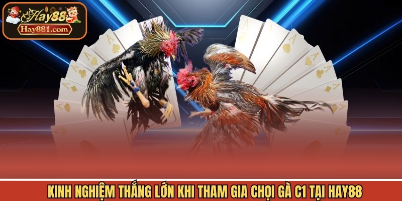Kinh nghiệm thắng lớn khi tham gia chọi gà C1 tại Hay88