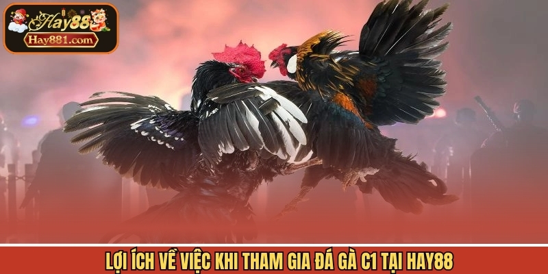 Lợi ích về việc khi tham gia đá gà C1 tại Hay88